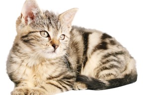 爱游戏体育在线-佛罗伦萨强调阵型压缩提升控球质量，佛罗伦萨首发理念