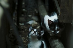 爱游戏体育下载-格鲁吉亚女篮在欧洲锦标赛中崭露头角，走向全球舞台，格鲁吉亚杯篮球