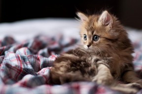 爱游戏体育app-“马丁·高尔西的表现震撼橄榄球界，未来成就不凡”