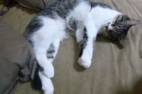 西亚卡姆谈配合默契表示战术逐渐成型，西亚卡姆怎么样