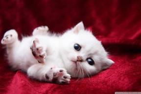 爱游戏app活动-国家耐力跑队发布秋季选拔赛报名时间安排，耐力赛比赛规则