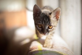 爱游戏平台-女子篮球裁判培训体系升级加强性别平衡发展，篮球女裁判发型