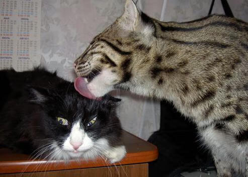 体育场馆运营智能结算系统设计与用户体验分析，体育场馆运营模式