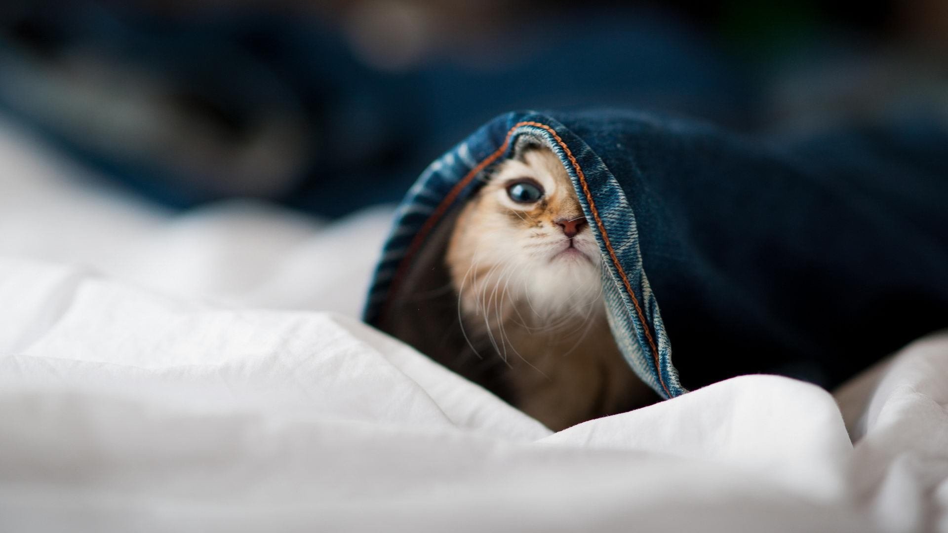 运动员运动伤害康复技术研究，运动员伤病康复