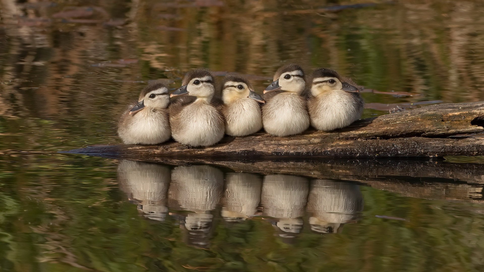 WTT赛事新规实施 提升比赛节奏观赏性,wtt联赛