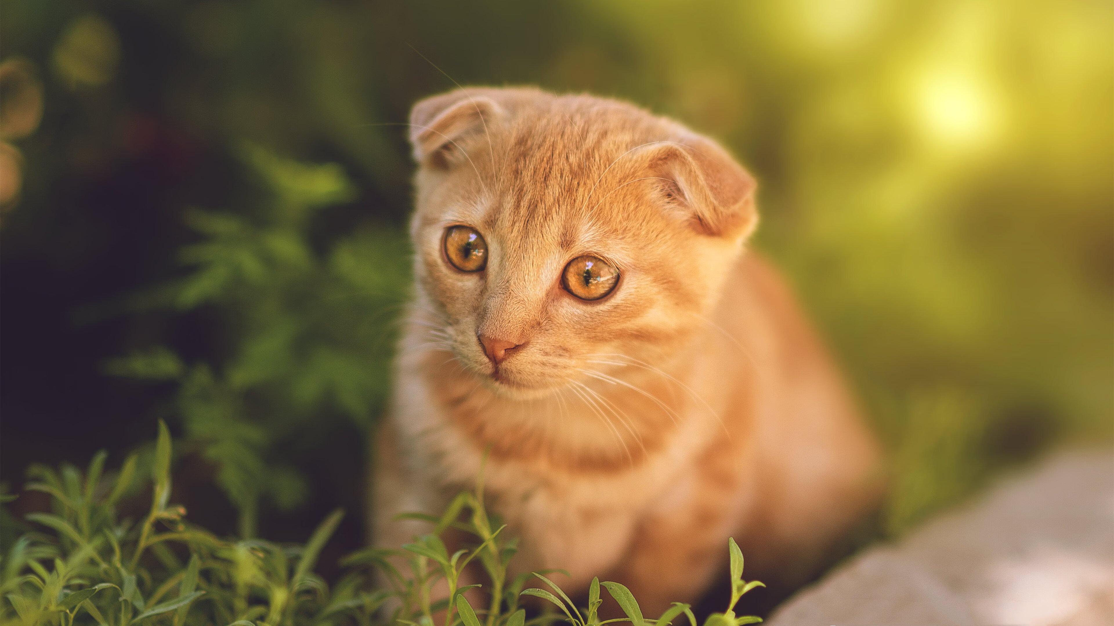 中国篮球训练理念革新逐渐接轨国际标准，我国篮球训练的指导思想是什么