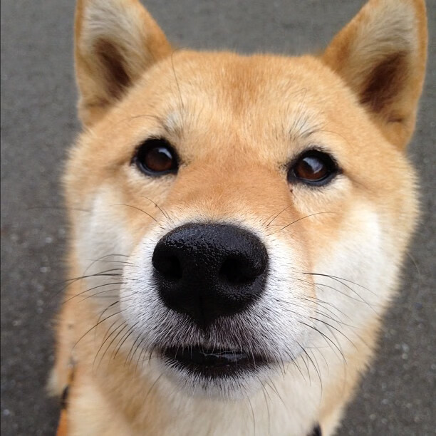 国际乒联混合团体世界杯：新加坡队如何突破关键局面，新加坡乒乓球公开赛