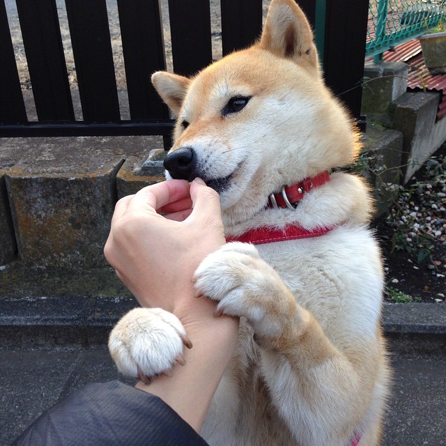 国际乒联混合团体世界杯：新加坡队如何突破关键局面，新加坡乒乓球公开赛