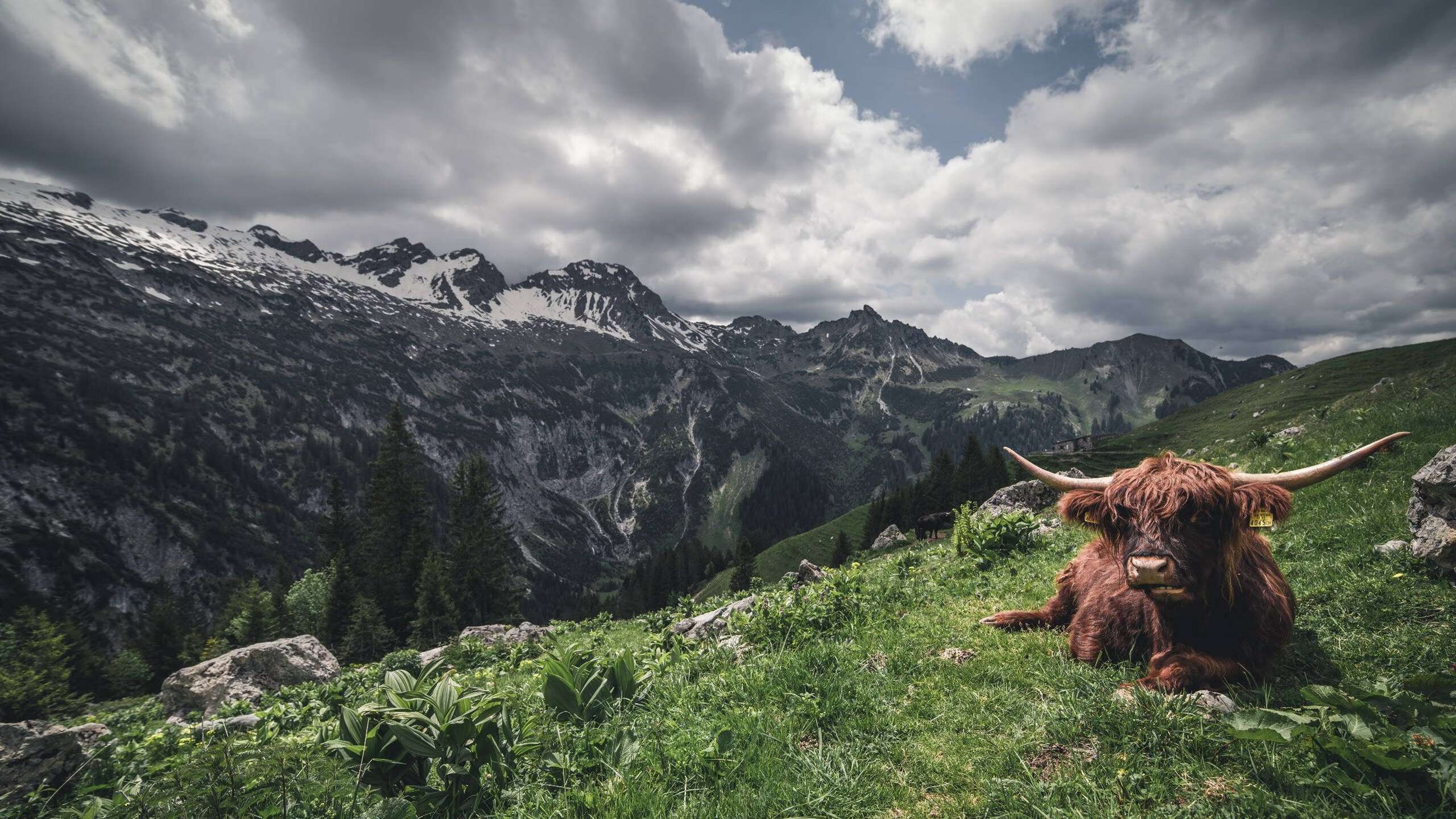 德国队2024年表现：突破自我，提升整体实力，德国队晋级了吗