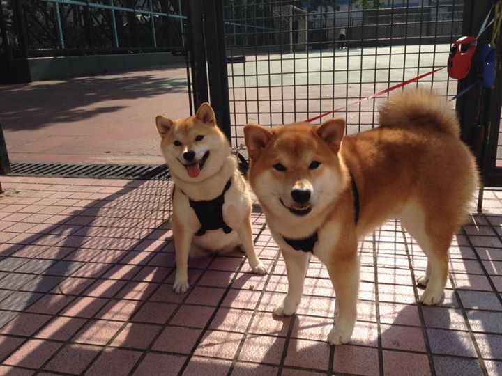 西班牙男队多名新人表现亮眼，西班牙队里有谁