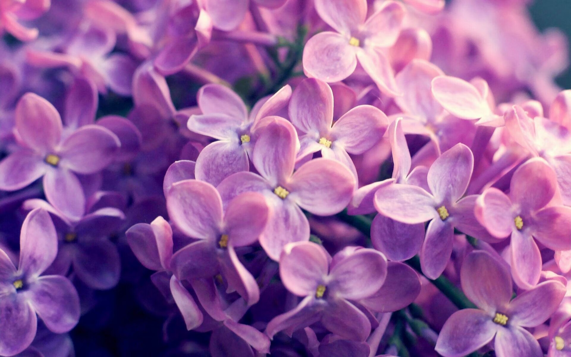 “尼古拉斯·桑特基的精准脚法，助力美洲狮队成为全球橄榄球新霸主”