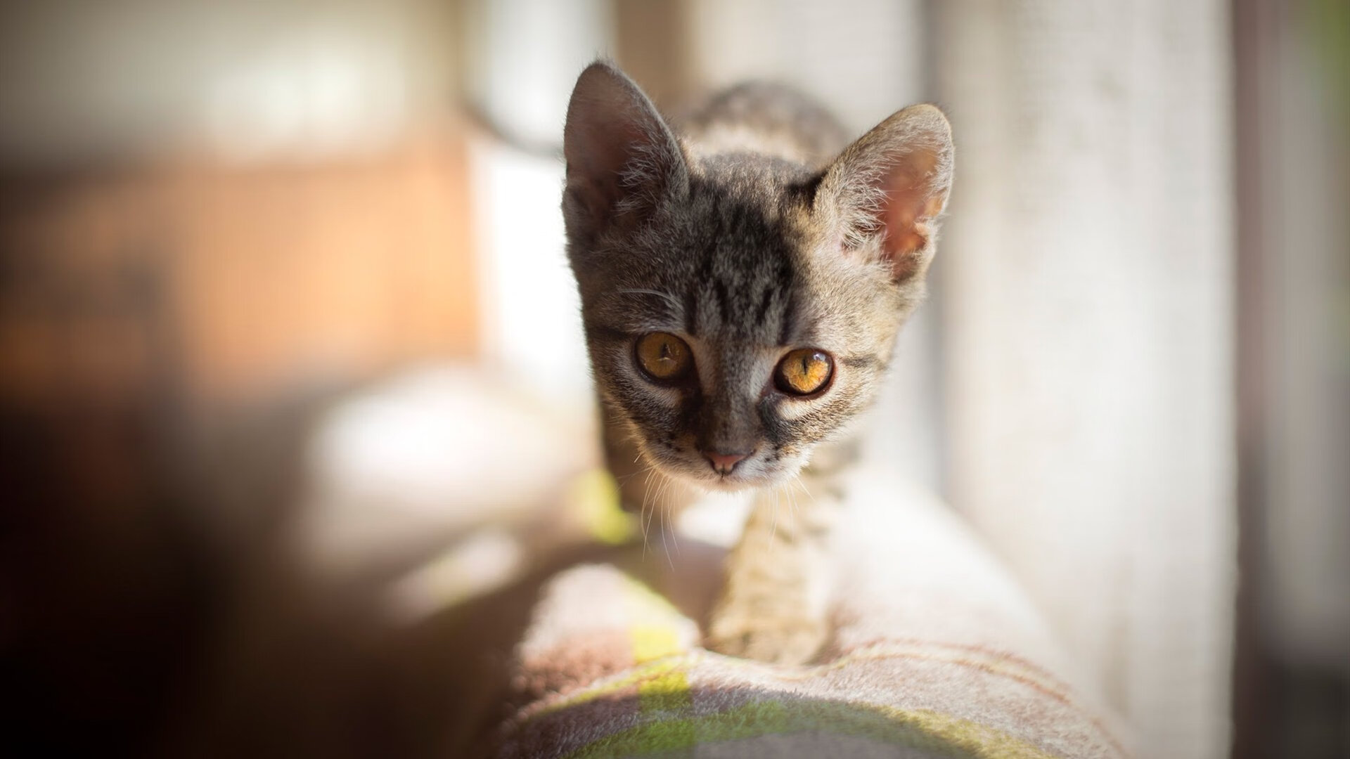 女子篮球裁判培训体系升级加强性别平衡发展，篮球女裁判发型