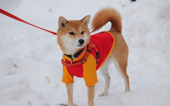 希腊女篮在欧洲锦标赛中奋发图强,追逐金牌梦想,希腊女篮直播