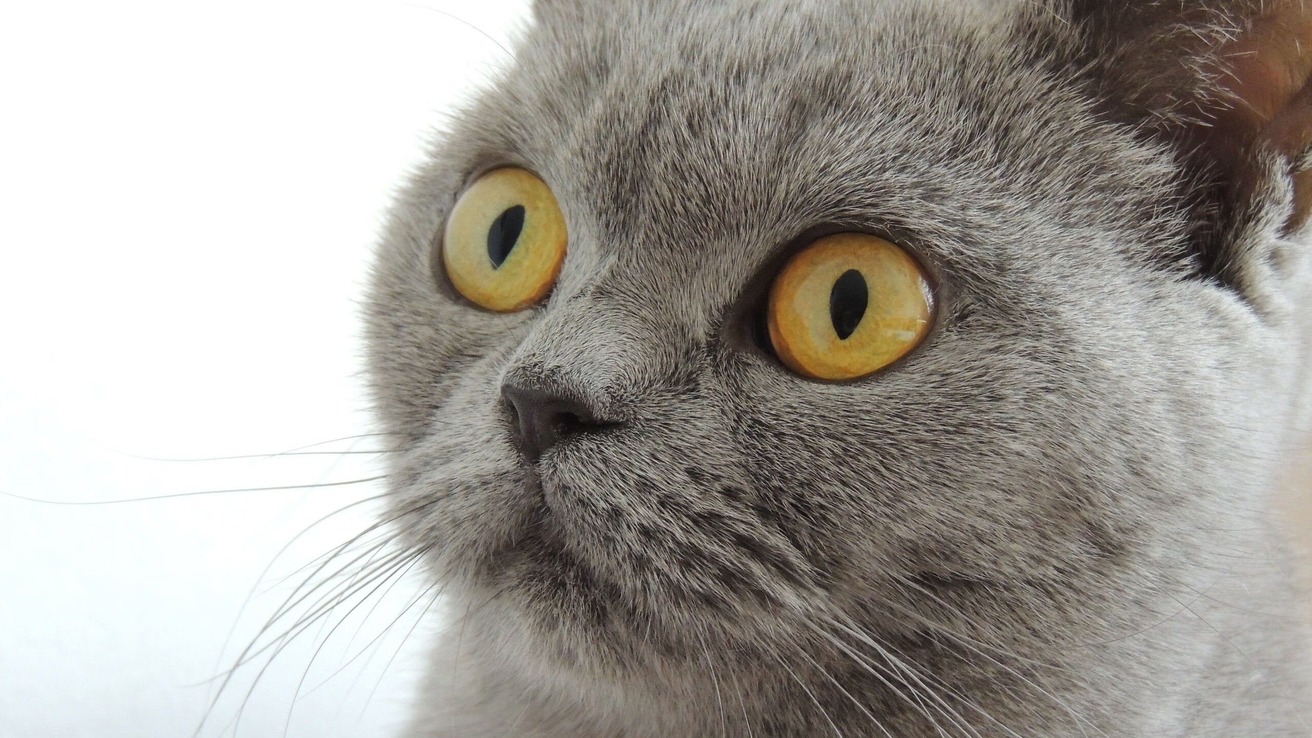 普劳德决赛起跳精准抢占先机，劳德鲁普助攻