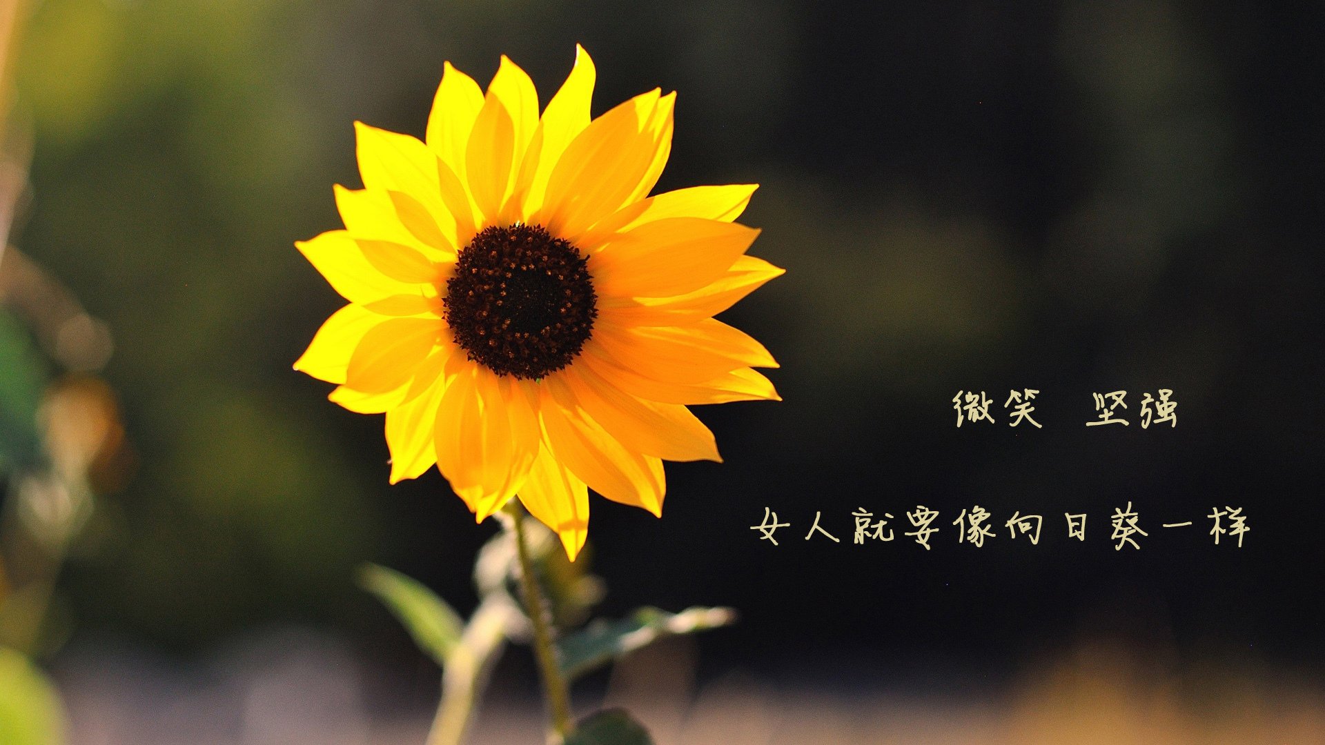 李娜参加访谈节目谈母亲角色，李娜en