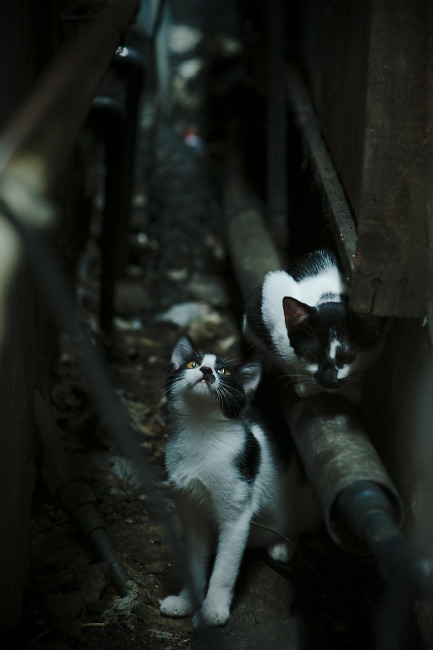 格鲁吉亚女篮在欧洲锦标赛中崭露头角，走向全球舞台，格鲁吉亚杯篮球