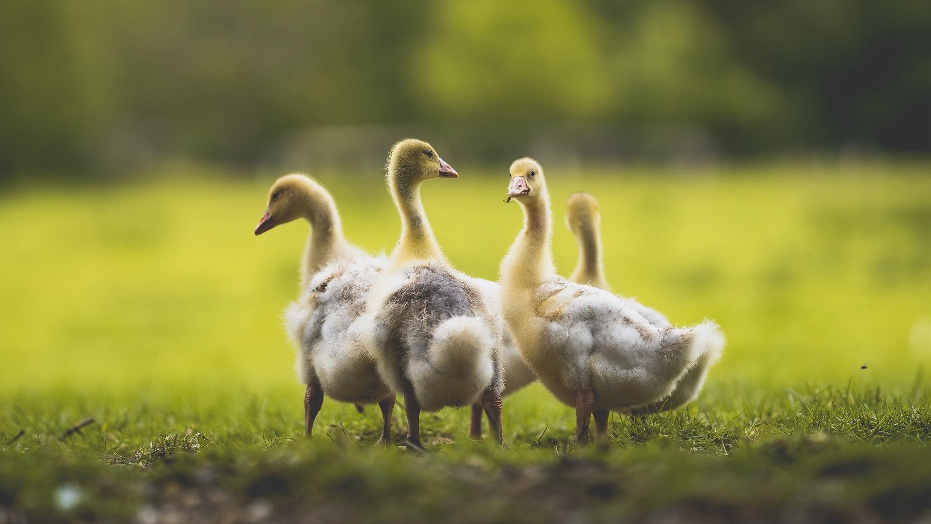 欧洲杯变阵奇迹：策略、突破、奇迹连连！，欧洲杯迎来结局