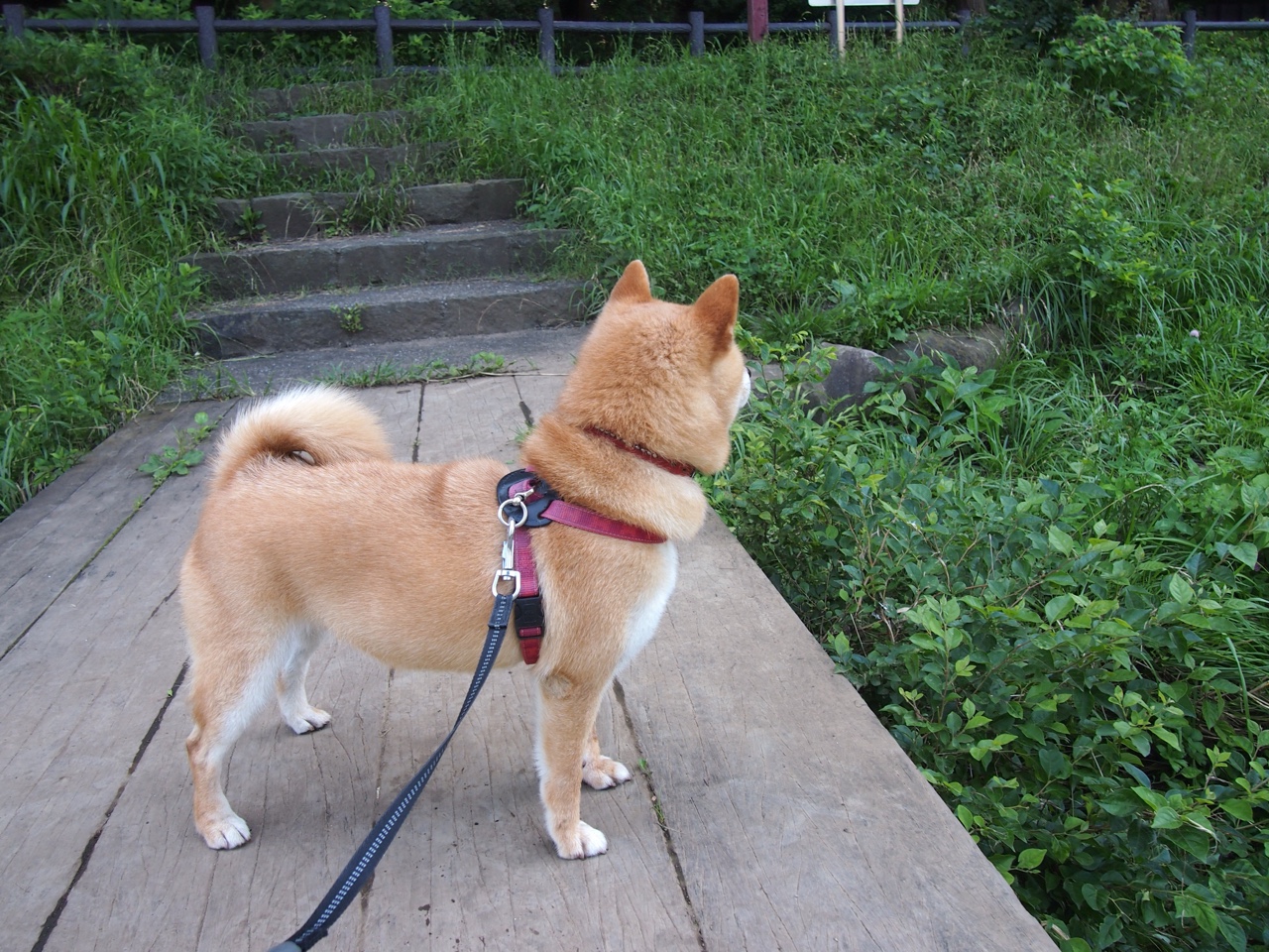 科斯决赛发挥稳定成大赢家，科科斯卡