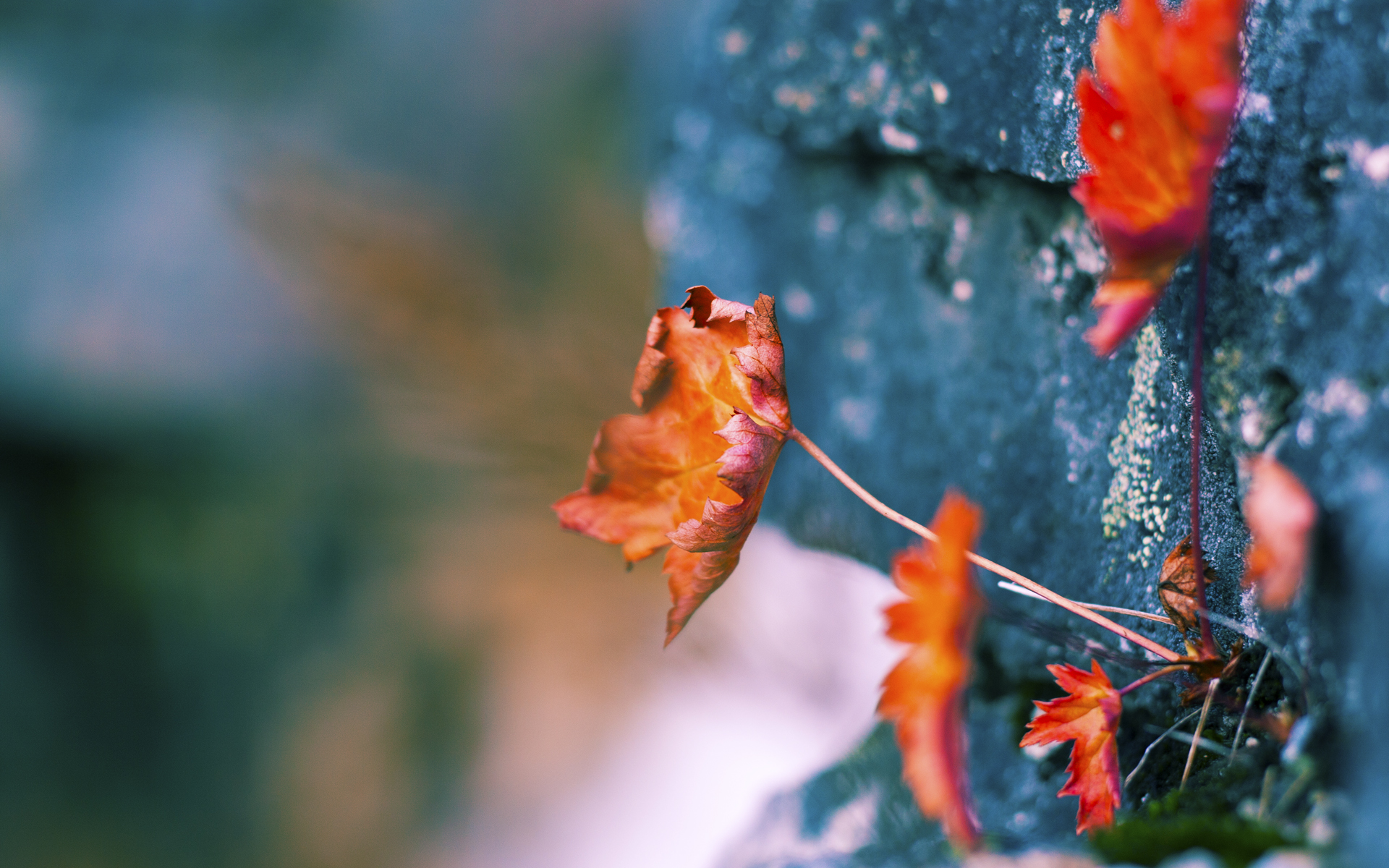 苏炳添讲述父亲影响泪洒采访现场,苏炳添家中采访视频