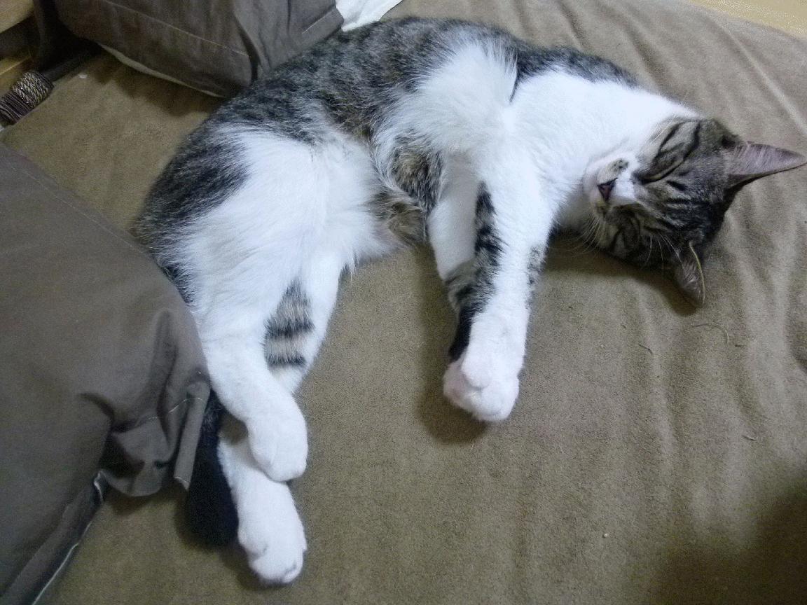 西亚卡姆谈配合默契表示战术逐渐成型，西亚卡姆怎么样